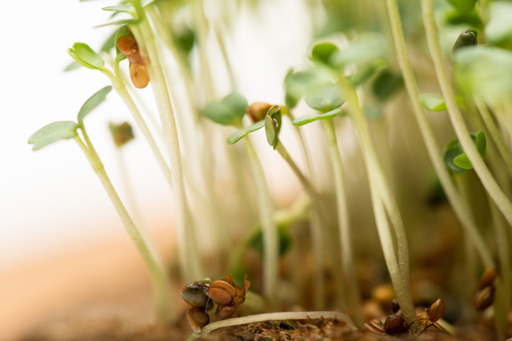 Microgreens A Beginners Guide How To Grow Edible Plants At Home